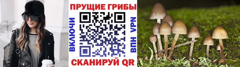 где найти наркотики  МЕГА ONION  Псилоцибиновые грибы Psilocybe  Георгиевск 